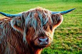 Rossy Scottish Highlander cow looks at you