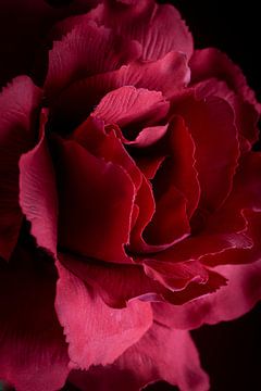 Rode roos, de kleur van de liefde van Clazien Boot