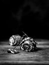 Mooie verdroogde rozen van Natalia Balanina thumbnail
