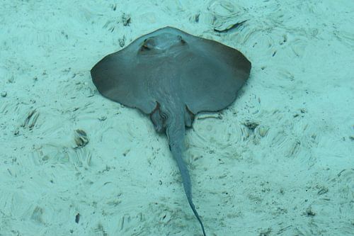 Rog at the bottom of the sea