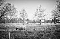 Sheep in Amby (Maastricht) by Streets of Maastricht thumbnail