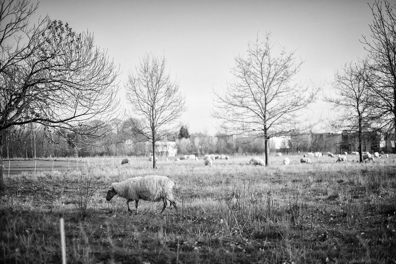 Schapen in Amby (Maastricht) van Streets of Maastricht