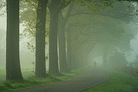 Avenue of trees coulisse landscape