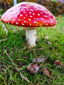 red mushroom with white dots