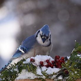 A blue jay in winter by Claude Laprise