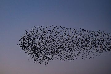 Stargruppe mit fliegenden Vögeln am Himmel bei Sonnenuntergang von Sjoerd van der Wal Fotografie
