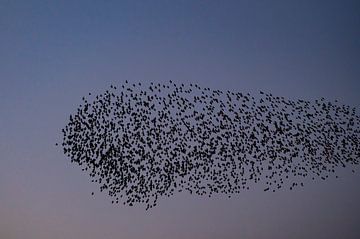 Starling murmuration with flying birds in the sky during sunset by Sjoerd van der Wal Photography