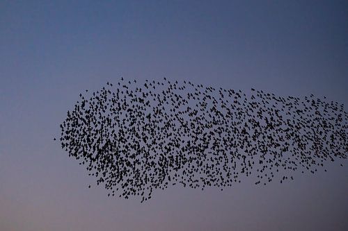 Murmure d'étourneaux avec des oiseaux volants dans le ciel pendant le coucher du soleil