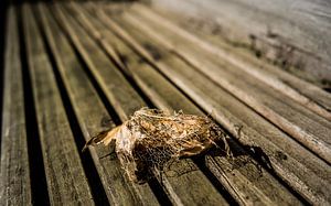 Körner im Blatt