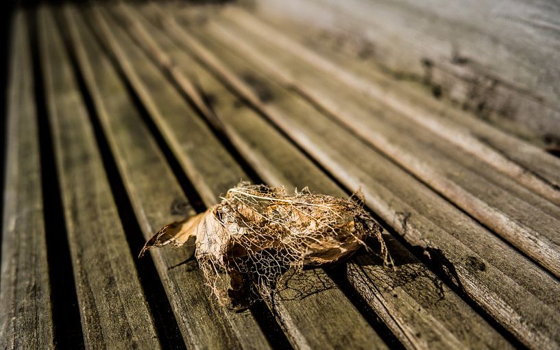 Körner im Blatt von Stijn Cleynhens