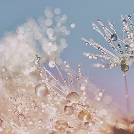 Löwenzahnflaum in Pastellfarben von Hilde Remerie Fotografie und digitale Kunst