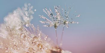 Dandelion fluff in pastel colors