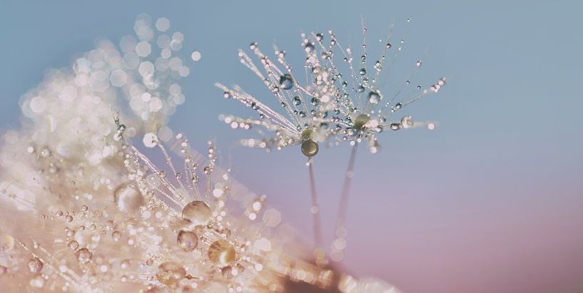 Dandelion fluff in pastel colors by Hilde Remerie Photography and digital art