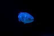 So many fish in the sea by Stoka Stolk thumbnail