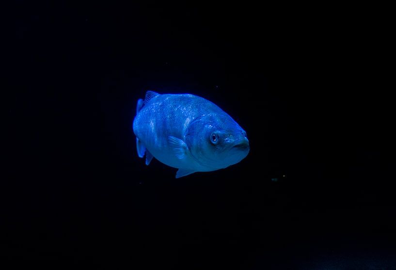 So many fish in the sea by Stoka Stolk