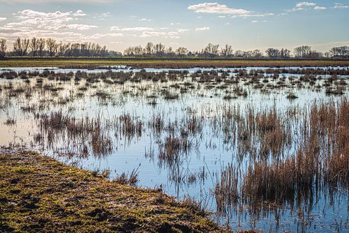 Riet en biezen in een Nederlands natuurgebied