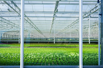 een plantenkas