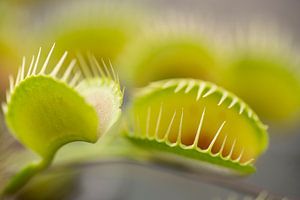 Eine Nahaufnahme der schönen, Fliegen fressenden Venusfliegenfalle (Dionaea Muscipula)