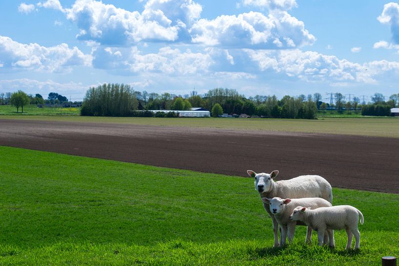 schapen in de wei by Mark van den Burg