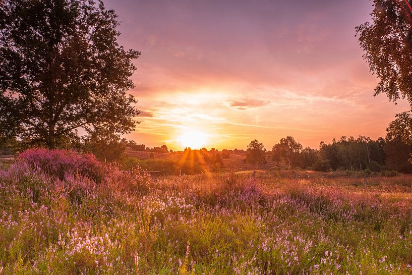 Lüneburger Heide van Dieter Rabenstein
