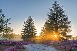 Brunssummerheide au lever du soleil
