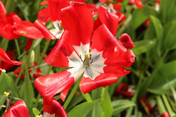 A flower that blooms beautifully.