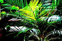 Phoenix Palm