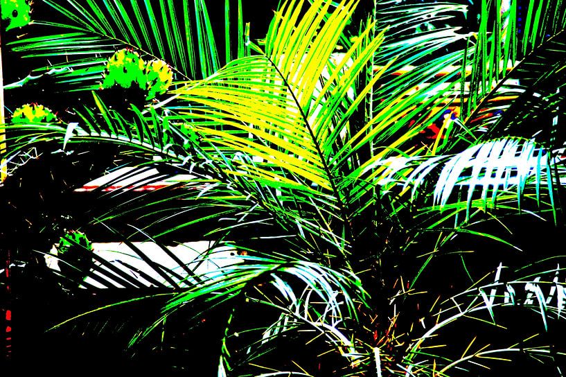 Phönix-Palme von Hendrie