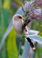 Bearded reedling juggling. 3