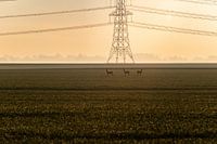 Three deer in a row
