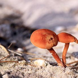 Kleine bruine paddenstoelen van Bobsphotography
