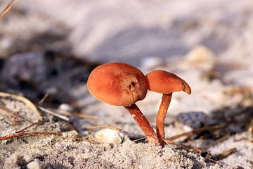 Kleine braune Champignons