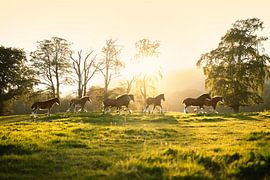 Dancing giants in Scottish evening light by Lieselotte Claesens