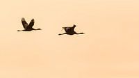 Vogelvlucht van Bert Kok thumbnail