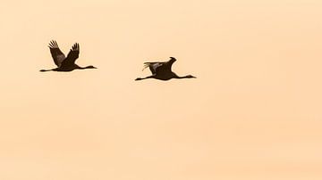 Vogelvlucht van Bert Kok