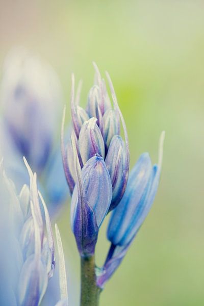 Blauwpaarse close up hosta hartlelie by Sandra Keereweer