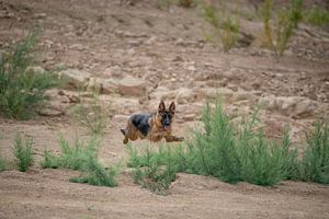 Duitse herder van chris mees