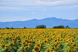 A field of sunflowers by Claude Laprise