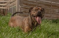 Playing with a american staffordshire terrier ruede in Jena