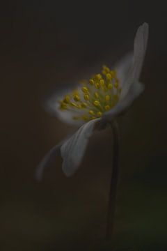 Dark and Moody anemone by John van de Gazelle fotografie