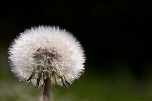 Dandelion van Marco de Groot