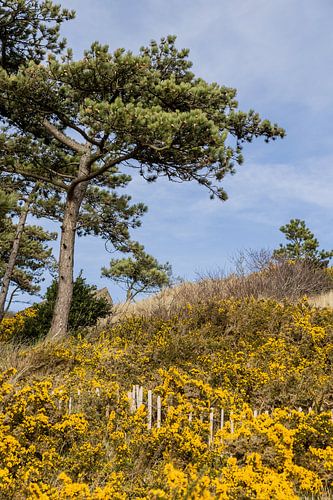 Ein schönes Bild auf Terschelling