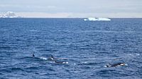 Orca familie