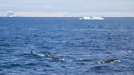 Orca familie von Eric de Haan