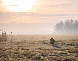 un  mouton sur la prairie brumeuse