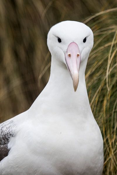 Albatrosse von Family Everywhere