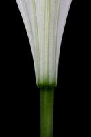 Lily - form study