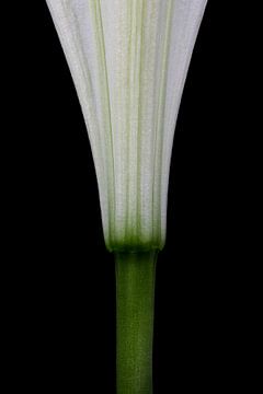 Lily - form study by Steffen Sebastian Schäfer