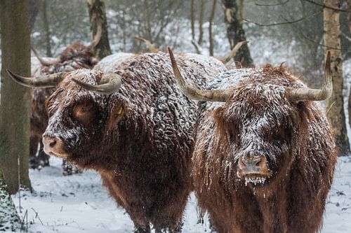 Schottischer Highlander