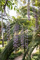 Wisteria flowers with palm leaves in the background in Jardins d'Alfàbia | Travel Photography